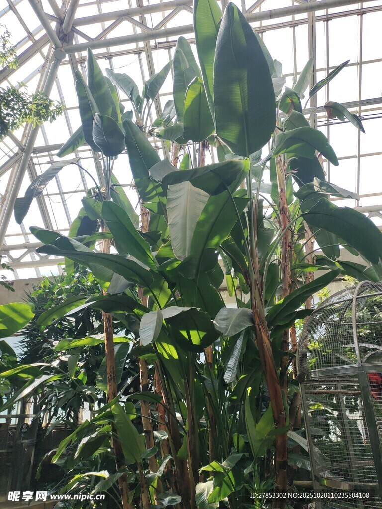 温室中茂盛的热带植物
