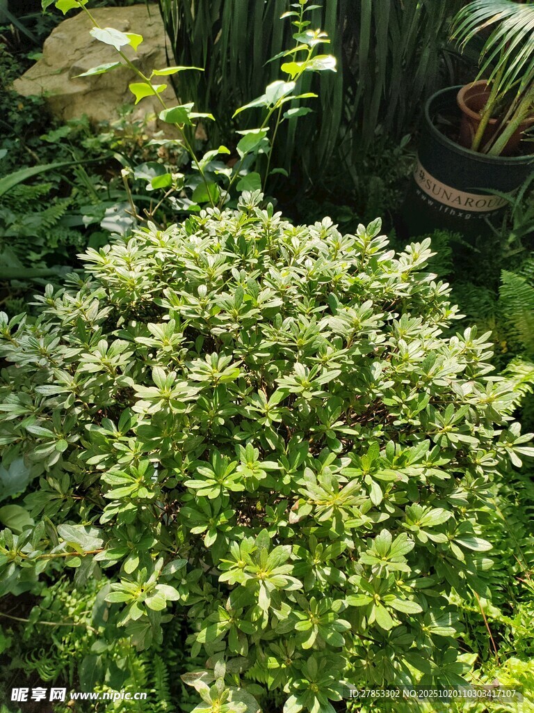 绿意盎然的繁茂植物