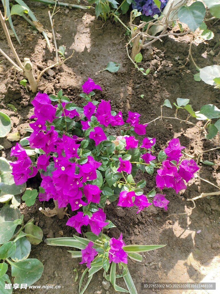 紫色烂漫小花绽放于地