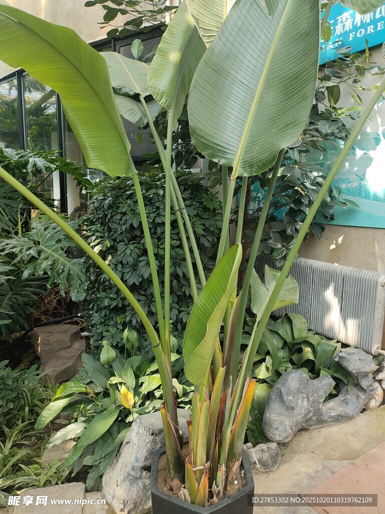 大型绿植盆栽展示