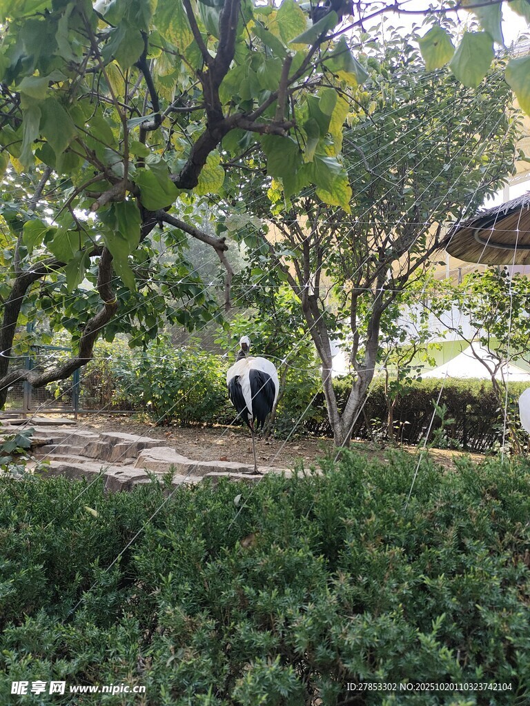 林间熊猫置身葱郁环境