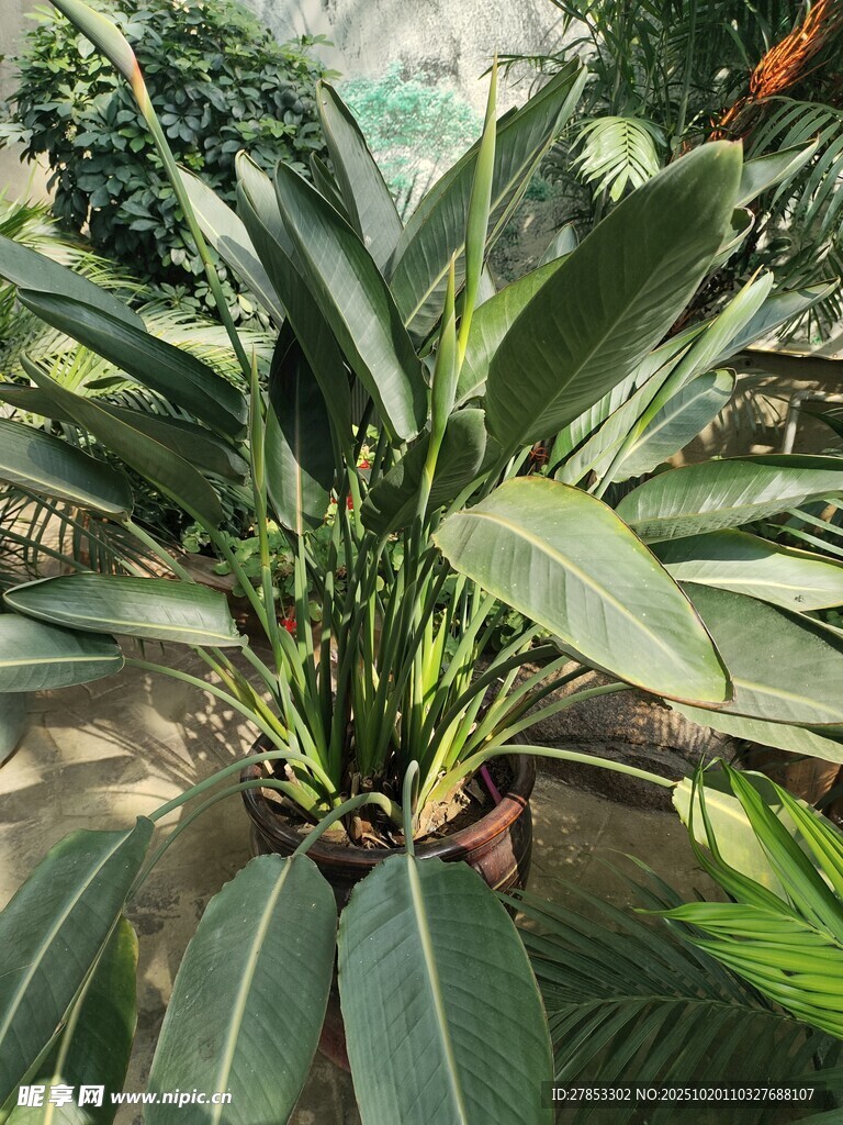 室内绿植盆栽特写