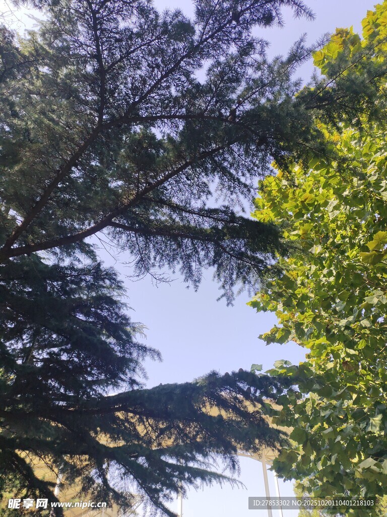仰视葱郁树木与蓝天