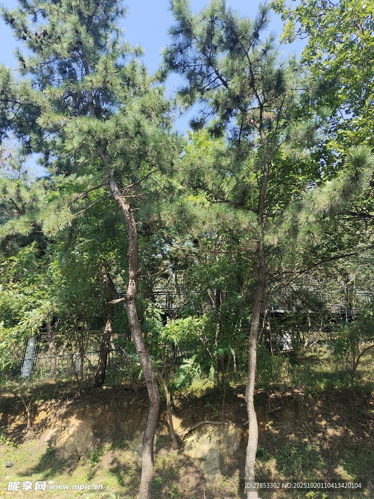 茂密树林中的挺拔松树