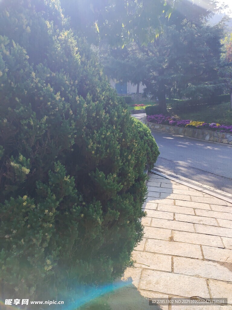 阳光照耀下的园林小径