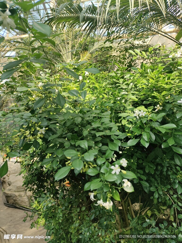 绿叶繁茂的植物景观