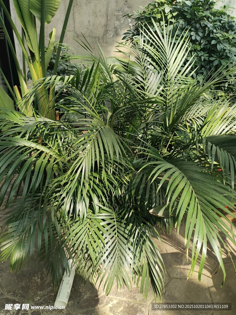 翠绿散尾葵植物景观