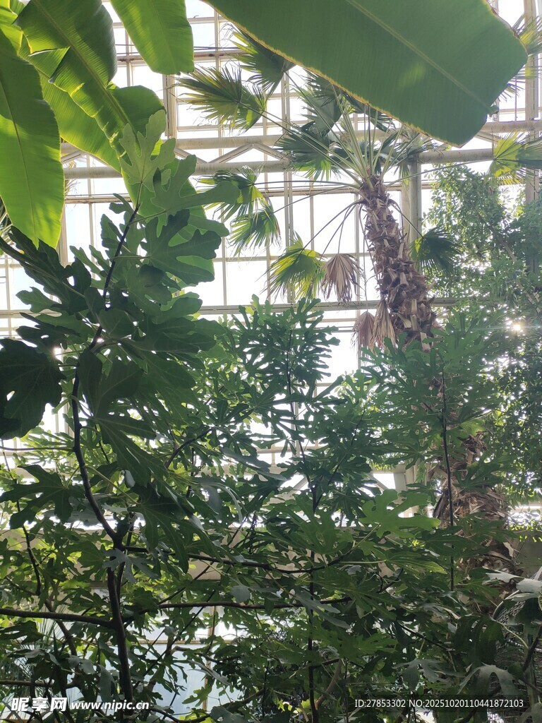 温室中的繁茂绿植