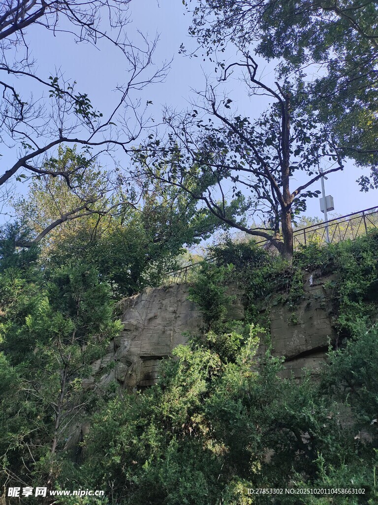 山林间的树木与岩石景观