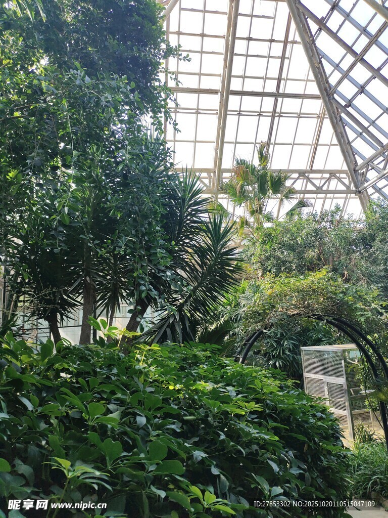 温室中的繁茂绿植景观