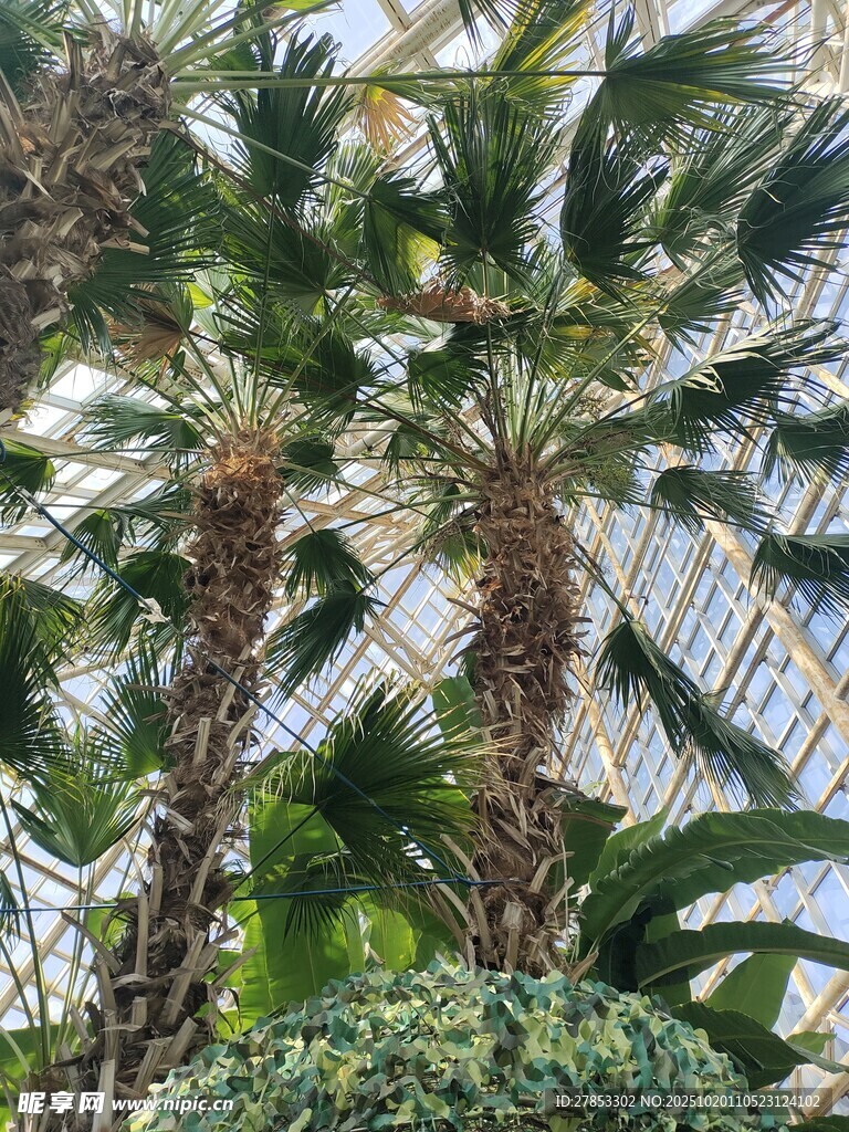 温室中的高大棕榈植物