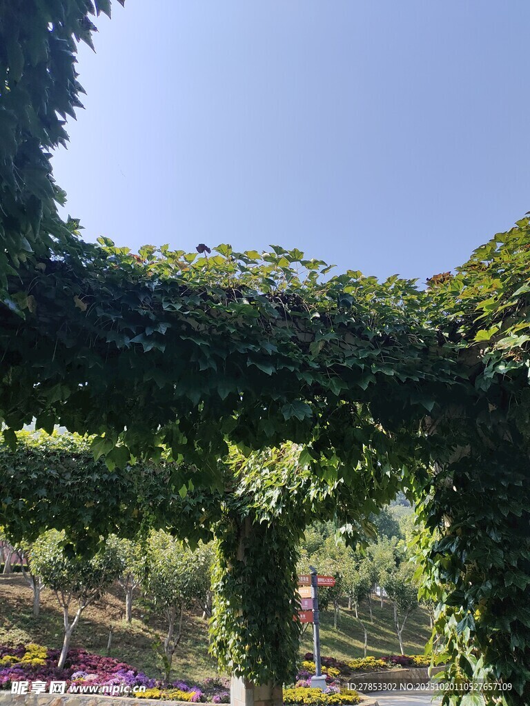 藤蔓拱廊下的美丽景致