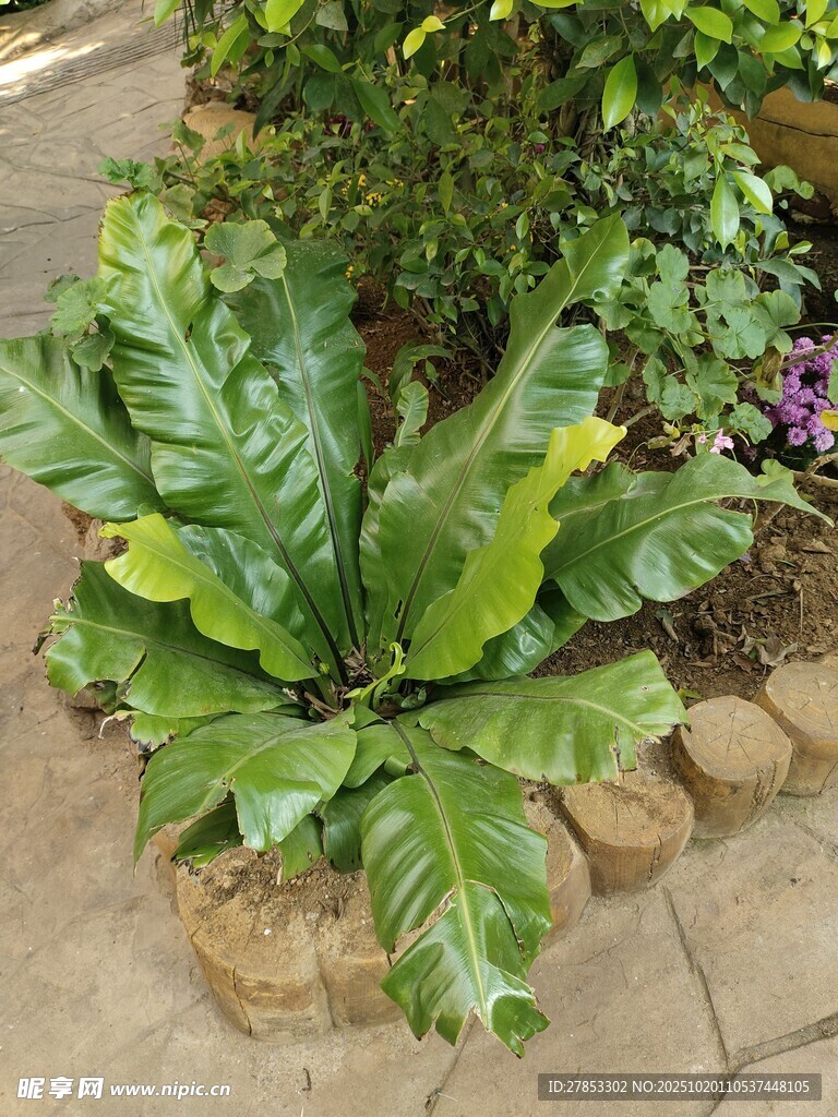 大型绿植装点庭院角落