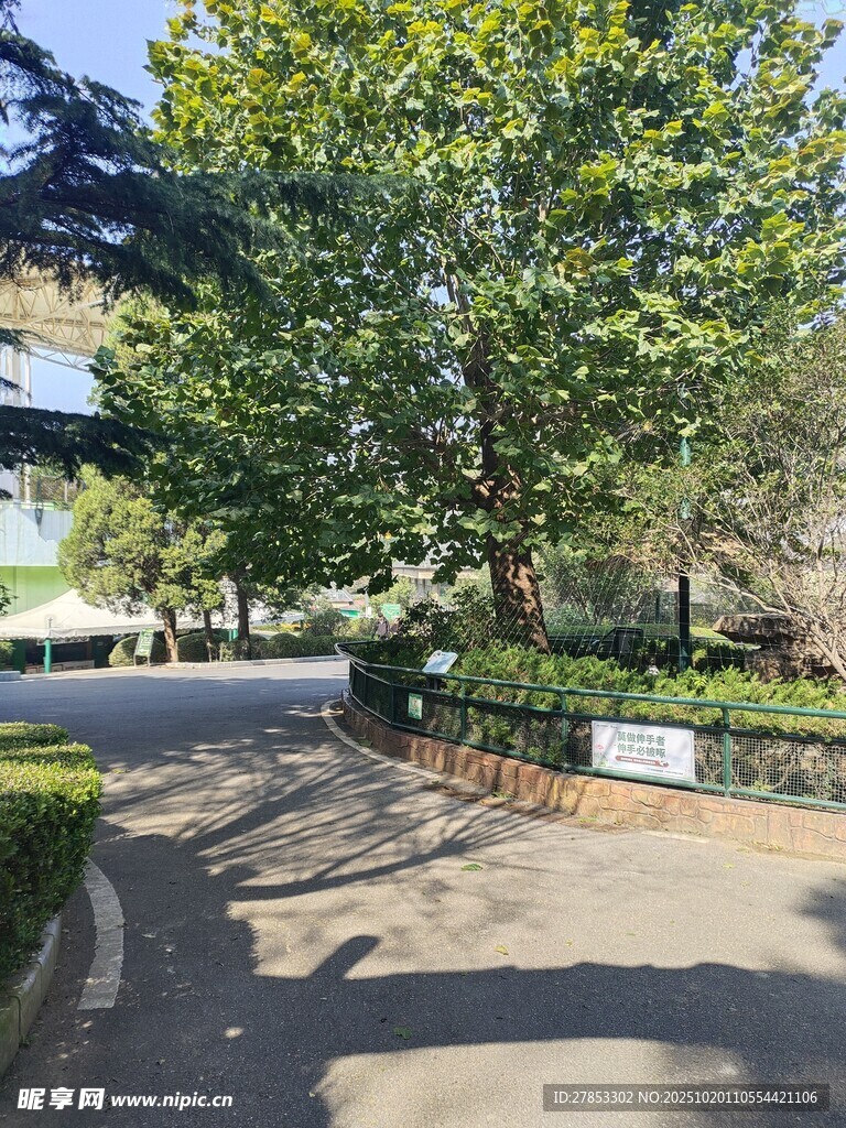 林荫小道的静谧风光