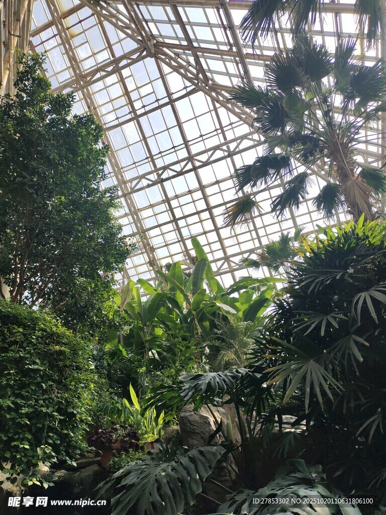 温室中的繁茂绿植景观