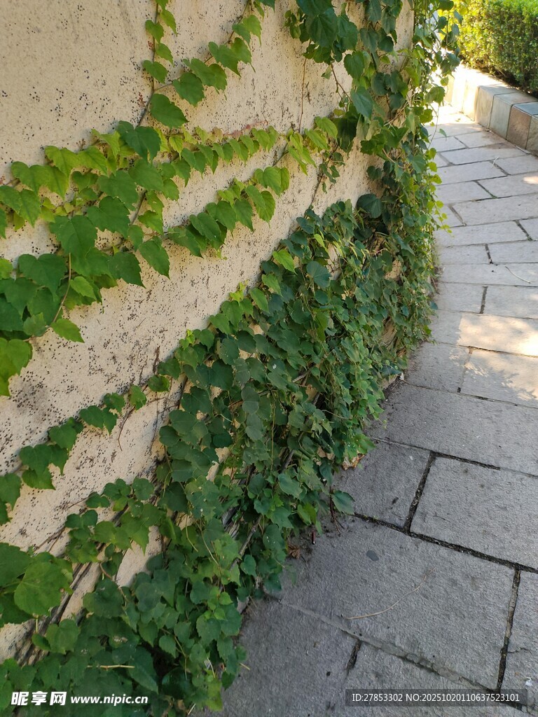 石墙边的翠绿藤蔓