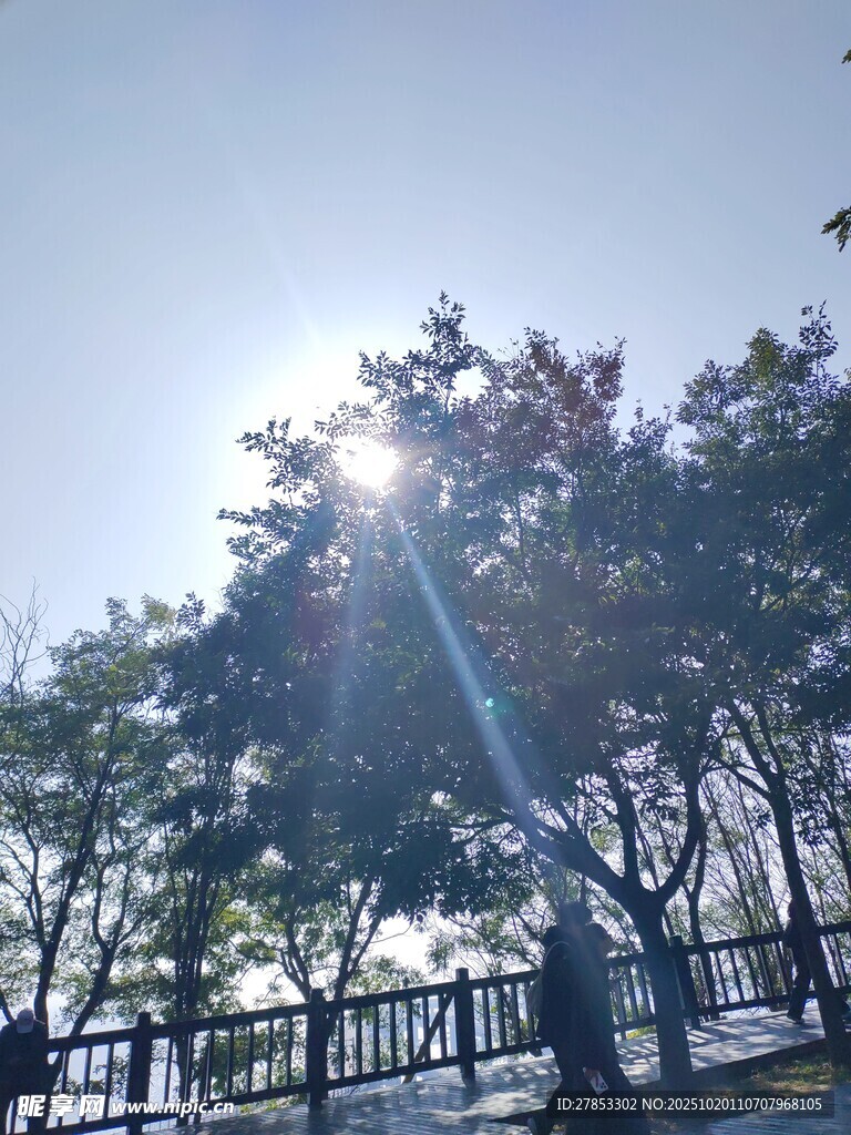 阳光透过树木洒下的美景