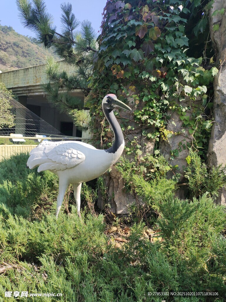 草地上的优雅白鸟