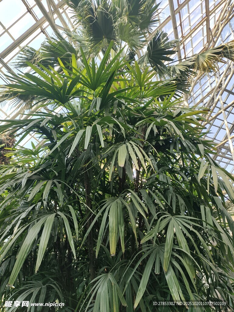 高大绿植
