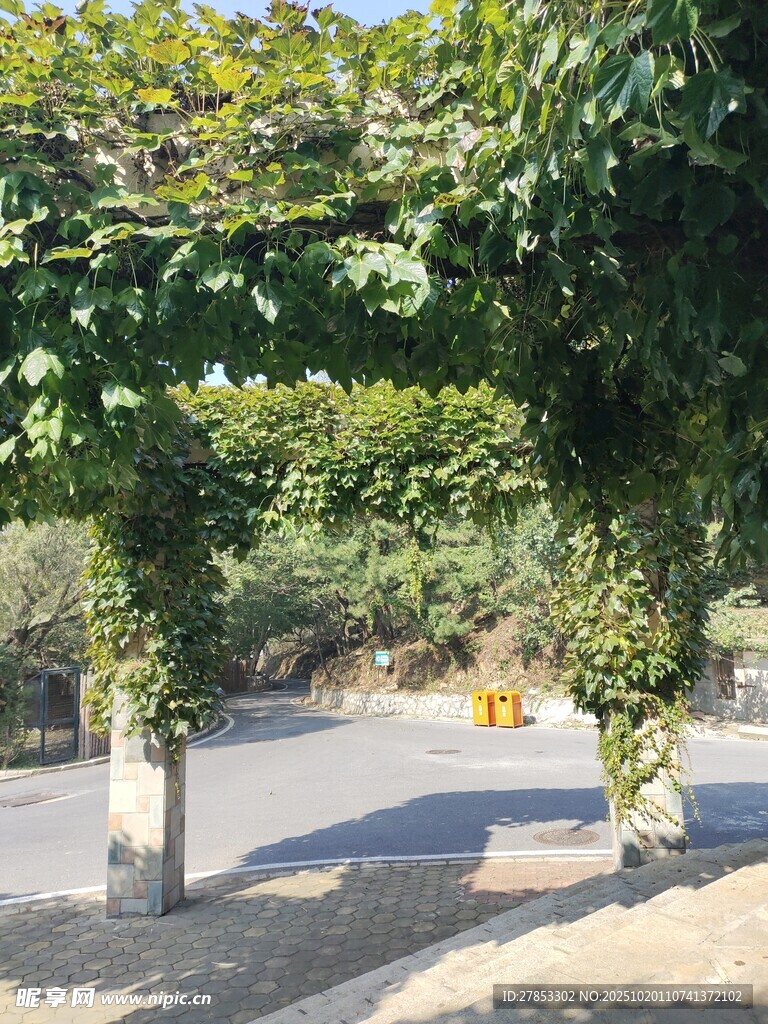 绿荫覆盖的户外道路场景