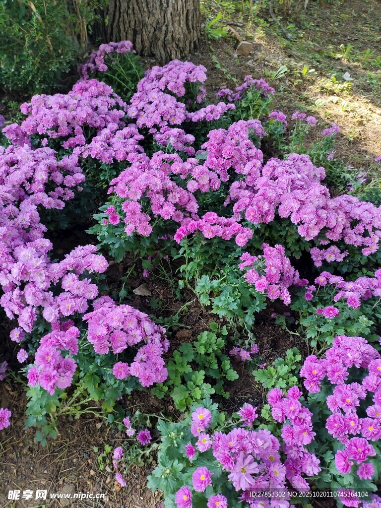 紫色花丛绽放于树下