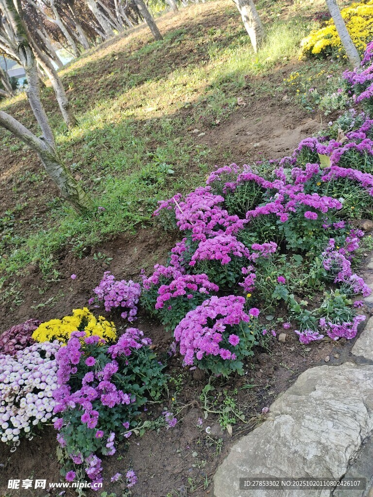 多彩花卉装点户外景致