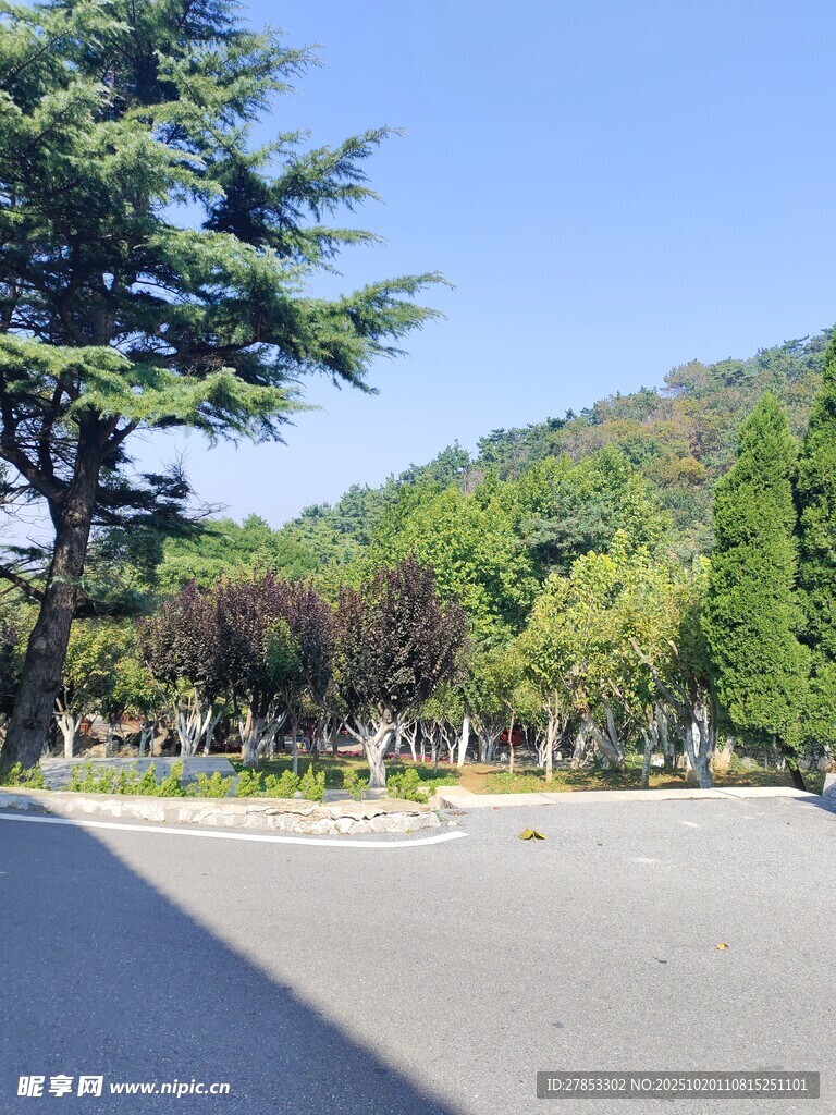 道路旁葱郁树木景观