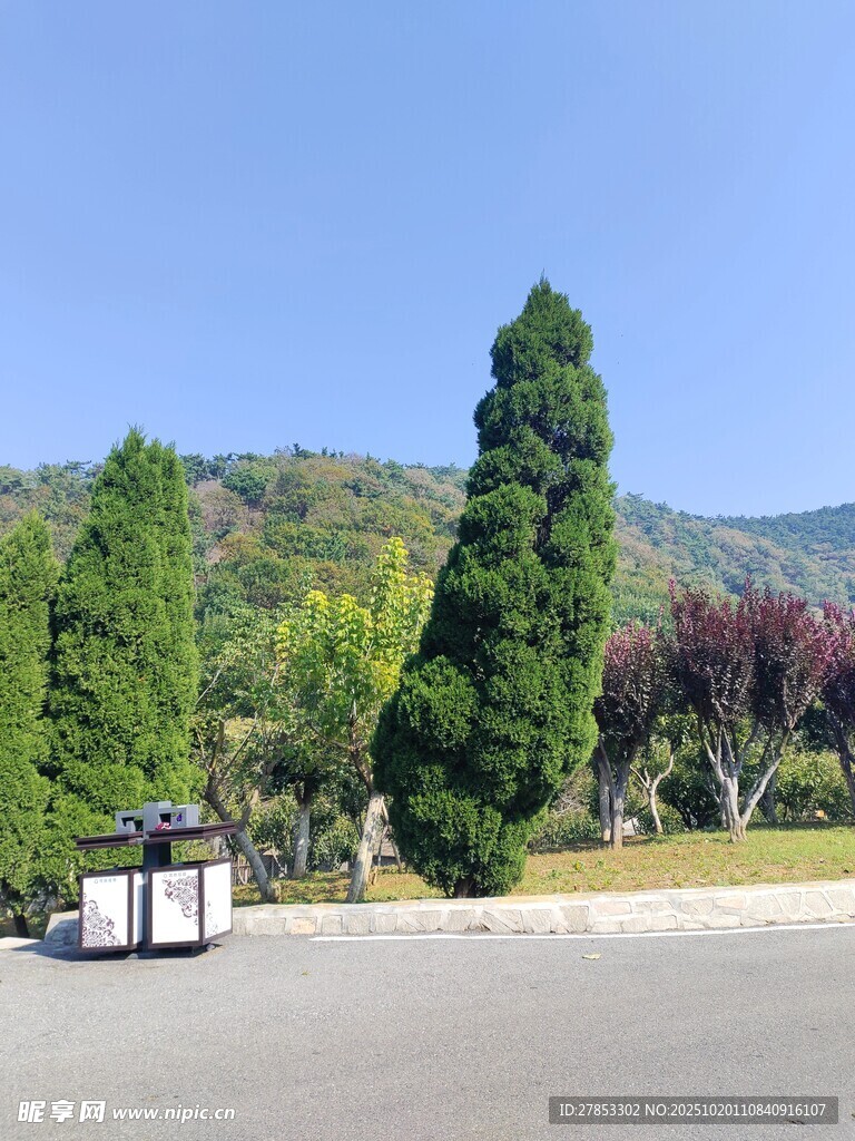 道路旁挺拔绿树与远山