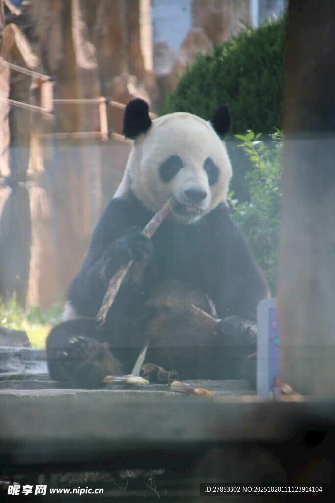 熊猫惬意享受美食时刻