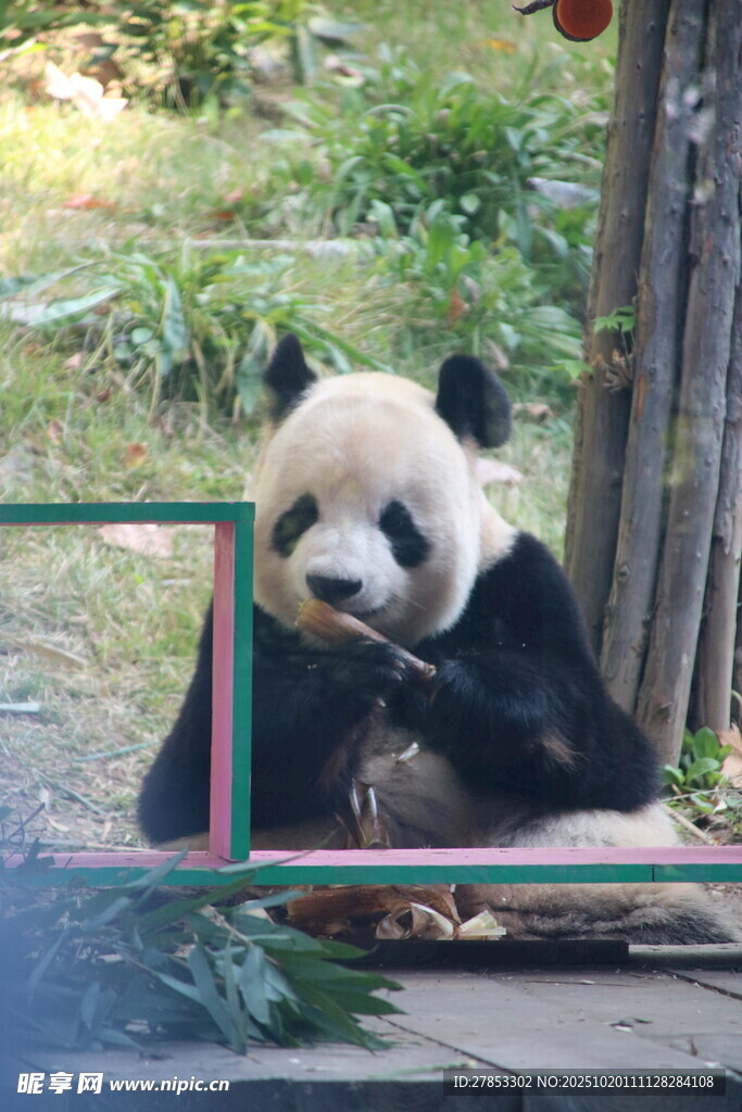 熊猫悠闲进食竹子