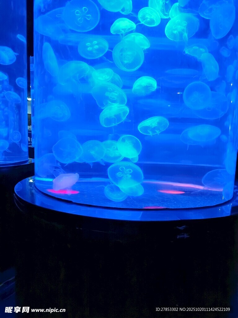 梦幻水母在蓝色水中游动