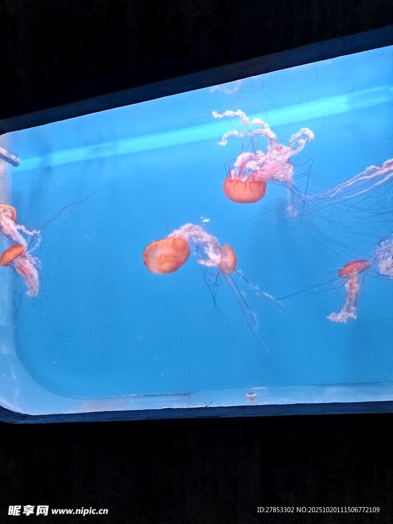 水中游动的美丽红色水母