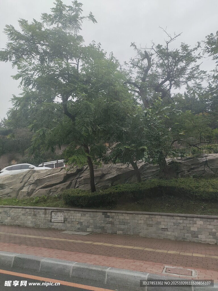 路边绿树与石景