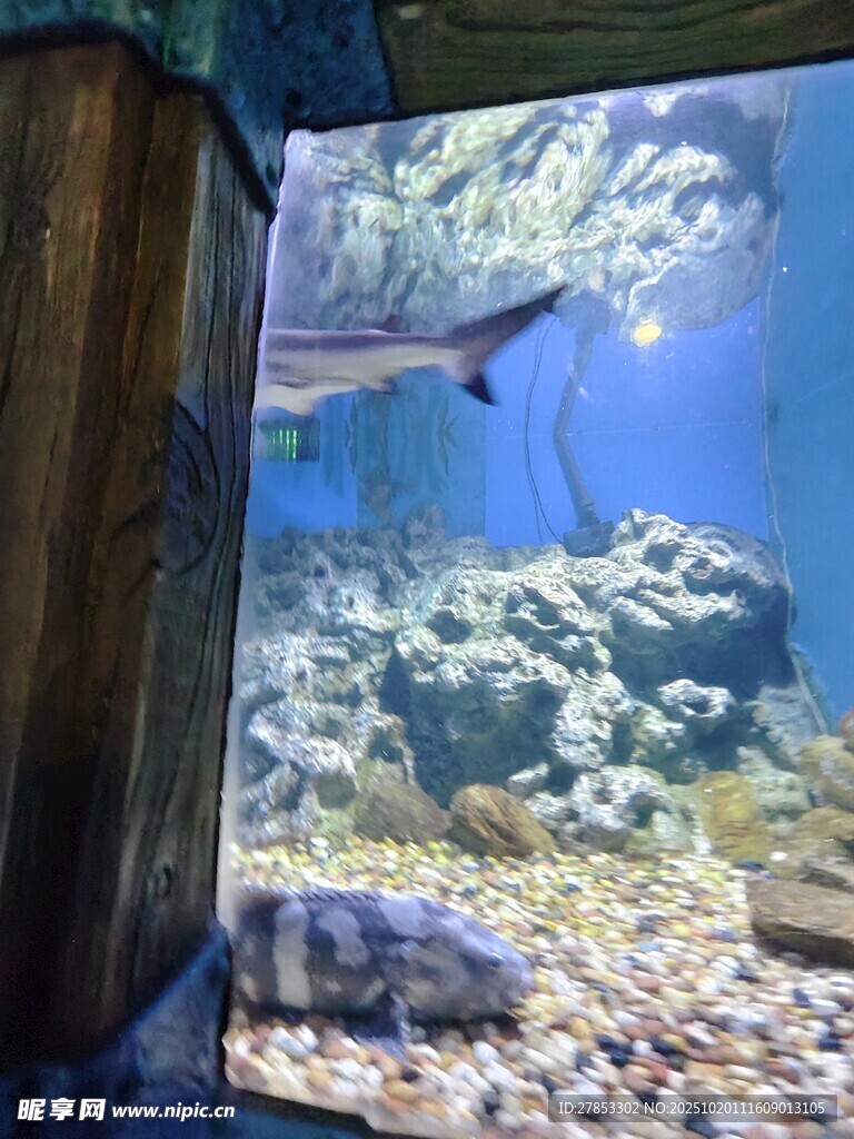 透过窗口看水中游动鲨鱼