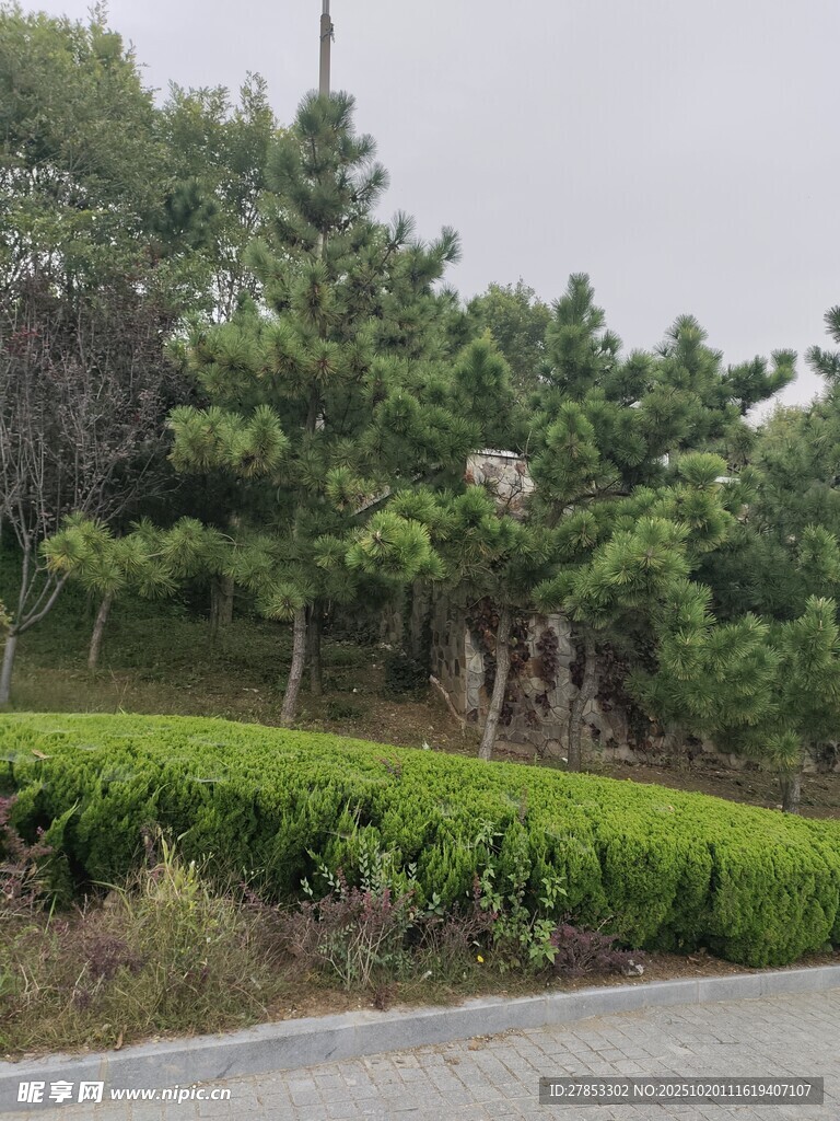 路边绿意盎然的绿植景观