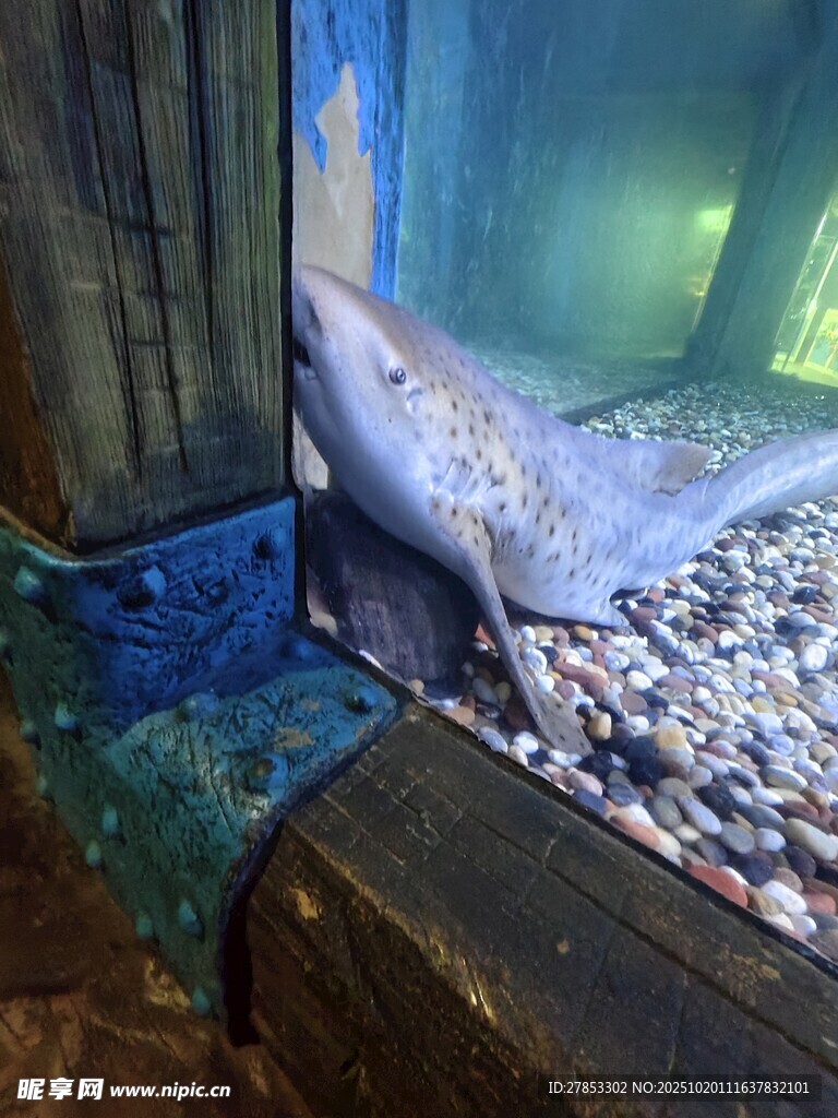 水族馆中的神秘水生生物