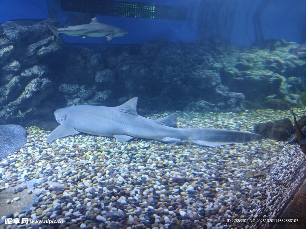 水族馆中的鲨鱼