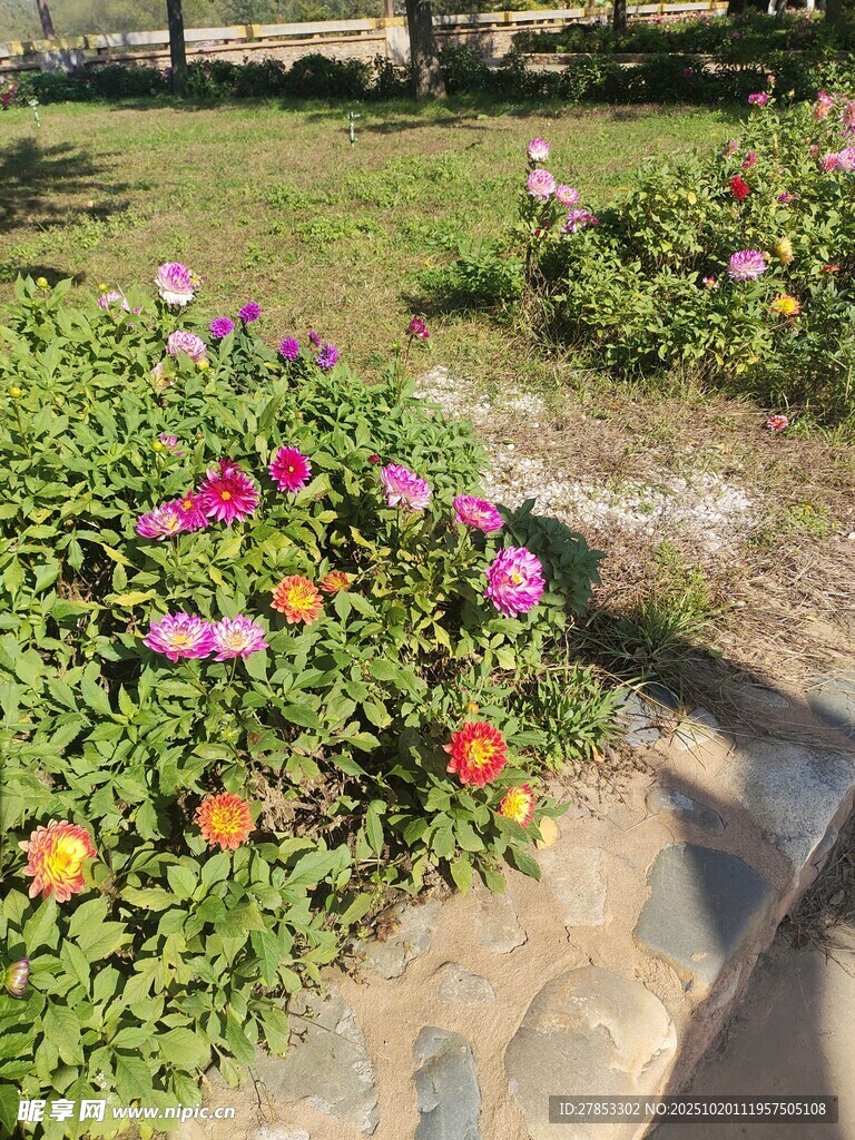多彩花卉装点的花园小径