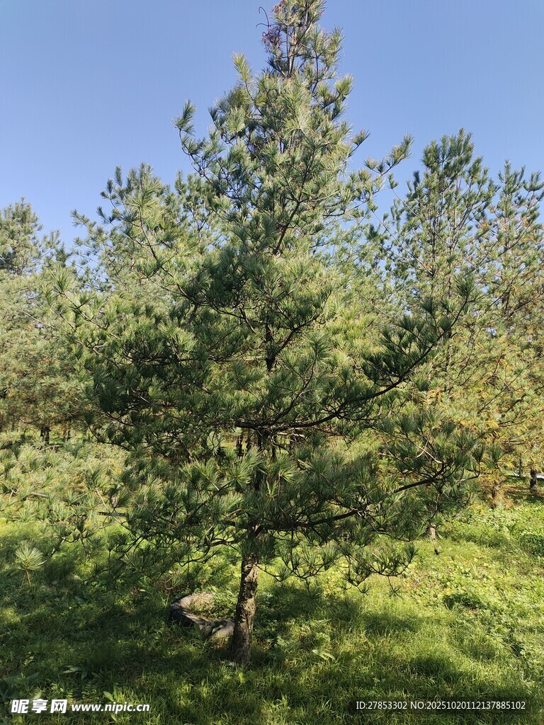 野外挺拔的绿色松树