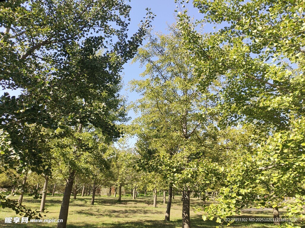 秋日林间美景