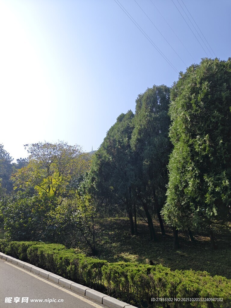 公路旁葱郁树林美景
