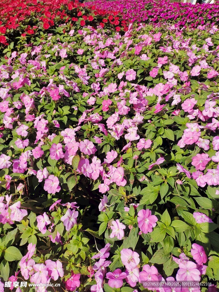 缤纷花海