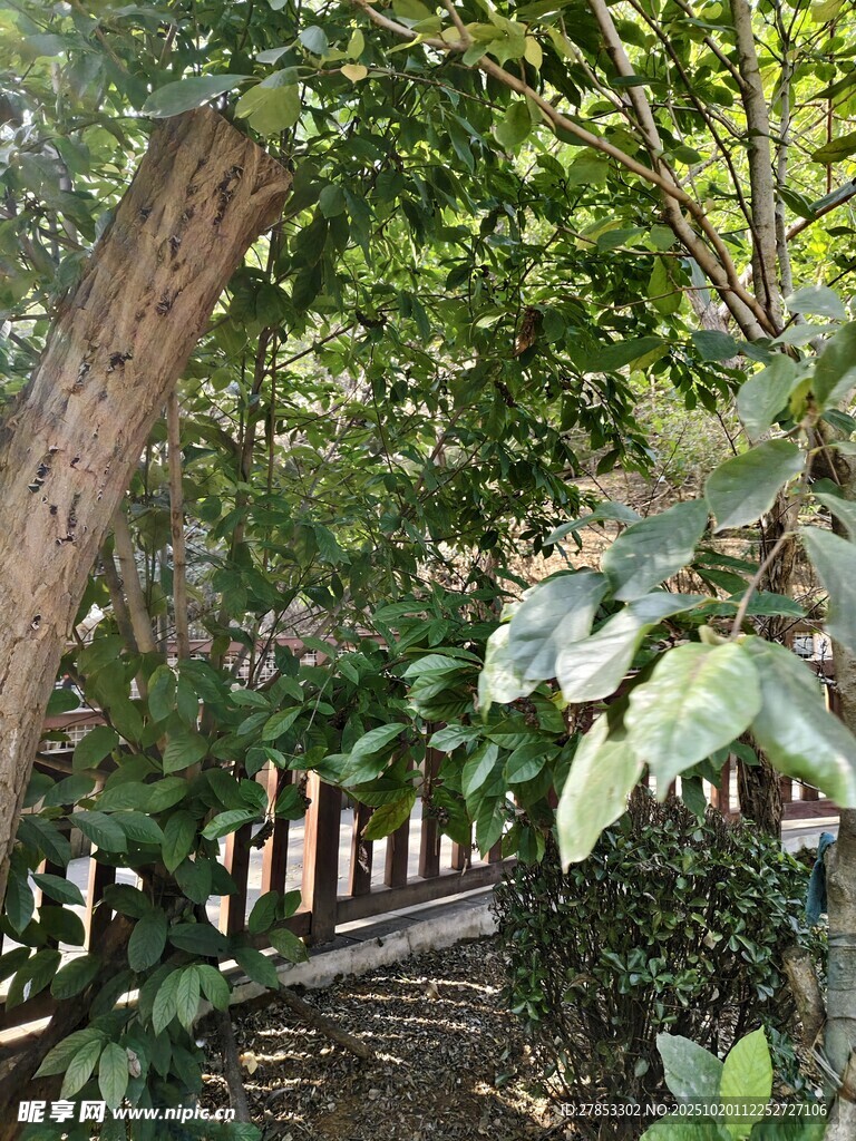 林间绿荫小道