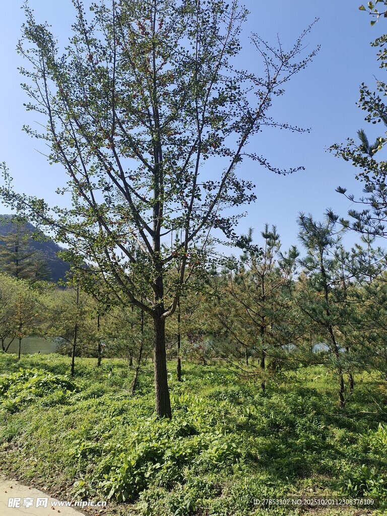 郊外树木与绿意盎然景致