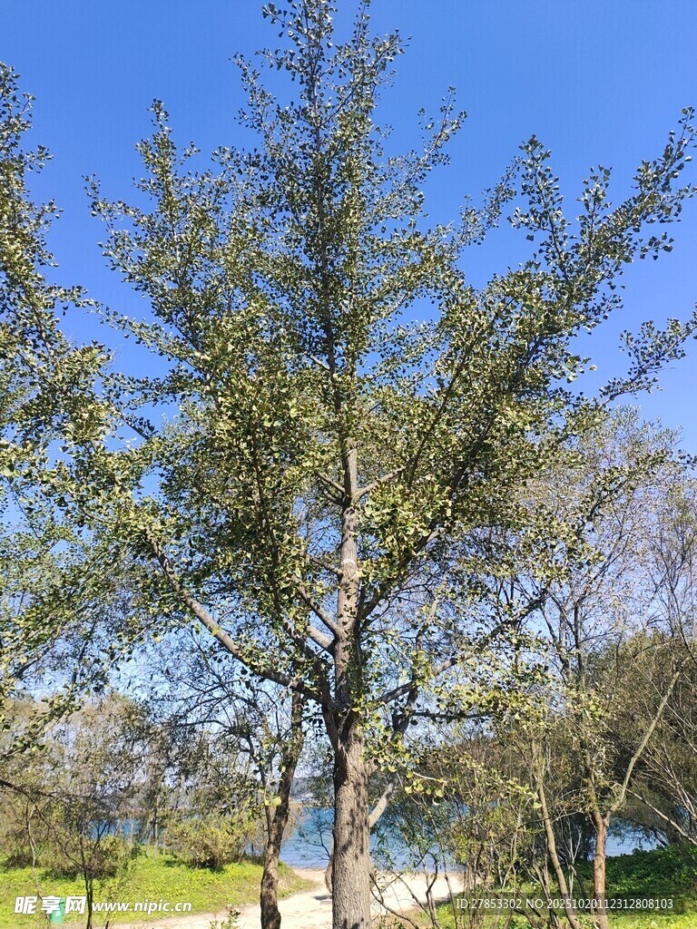 户外挺拔树木景观