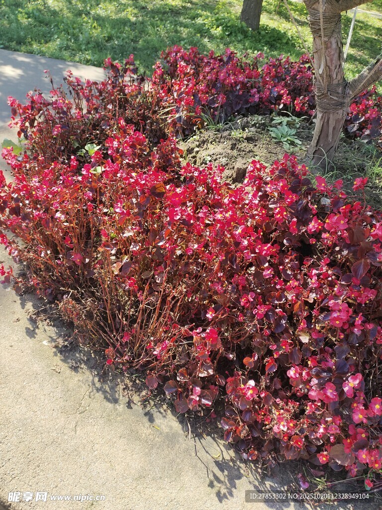 树下艳红花卉景观