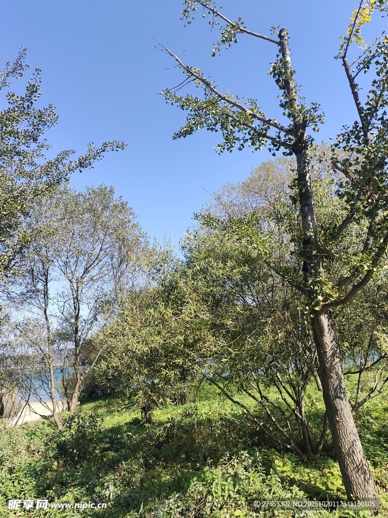 户外葱郁树林风景
