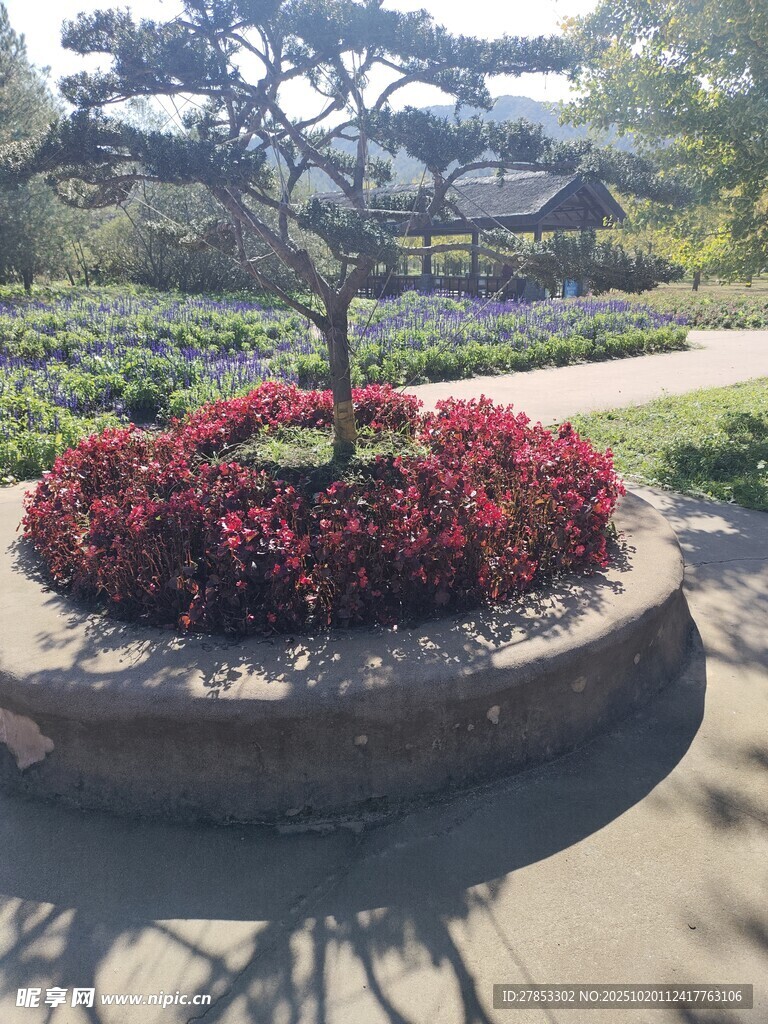 圆形花坛中的精致盆景
