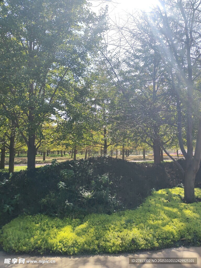 阳光照耀下的绿意盎然树林