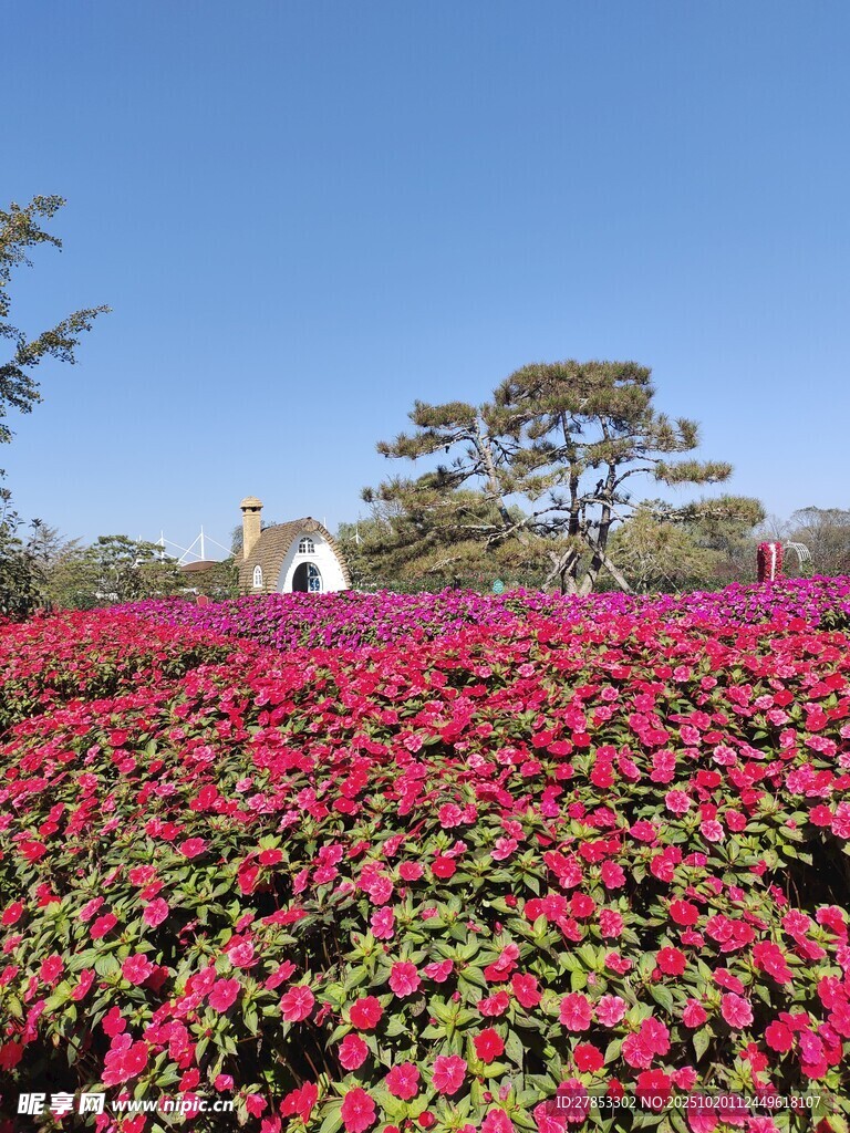 绚烂花海